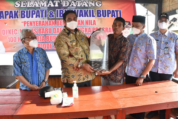 Bupati Maros Chaidir Syam serahkan ribuan benih ikan nila