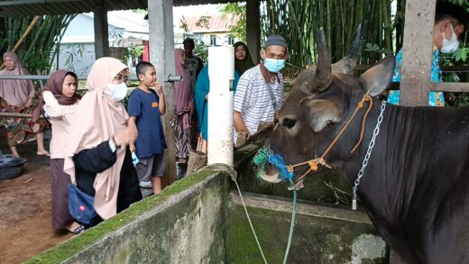 Perayaan Idul Adha OPD Pemkab Maros Siap Sumbang 27 Ekor Sapi