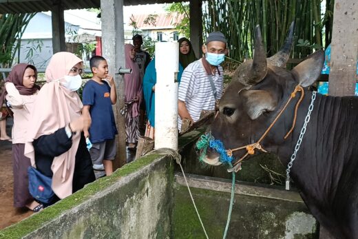 Perayaan Idul Adha OPD Pemkab Maros Siap Sumbang 27 Ekor Sapi