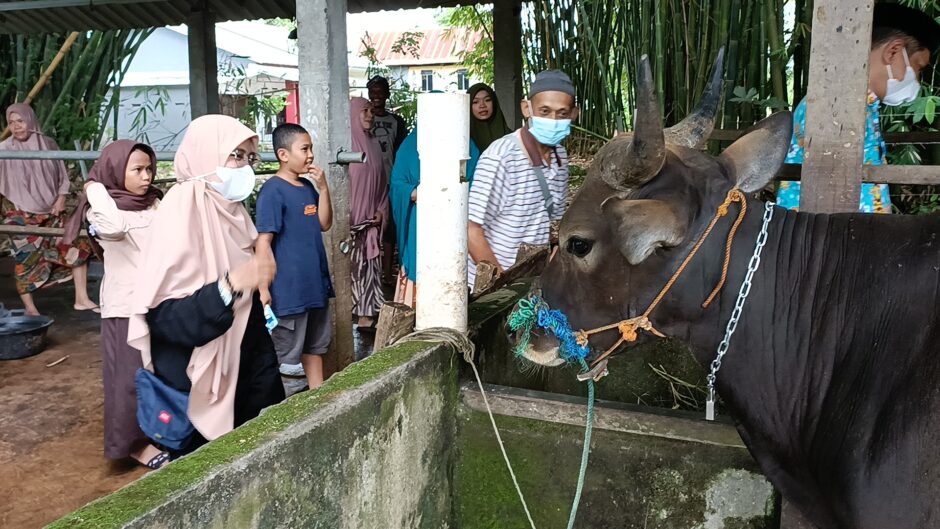 Perayaan Idul Adha OPD Pemkab Maros Siap Sumbang 27 Ekor Sapi