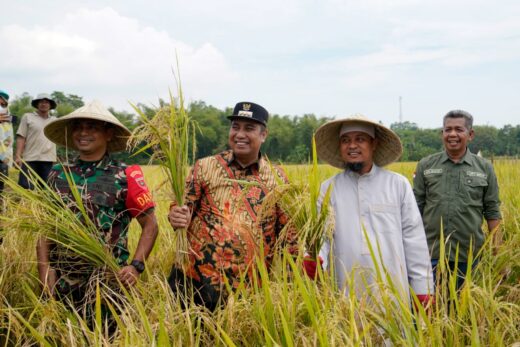 Gubernur Sulsel Bersama Bupati Maros Panen Padi Mandiri Benih di Kecamatan tanralili