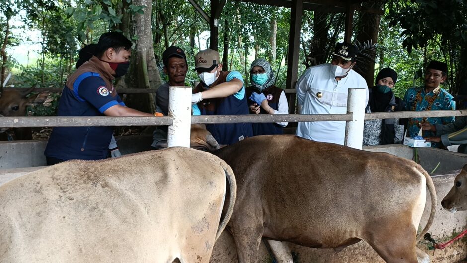 Bupati Maros Himbau Masyarakat Untuk Waspada Penyakit PMK pada Ternak