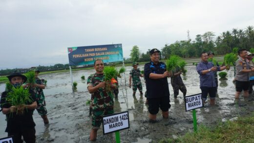 Kodim 1422 Maros dan Pemkab Uji Coba Tanam Padi Genjah, Setahun Bisa Panen 4 Kali