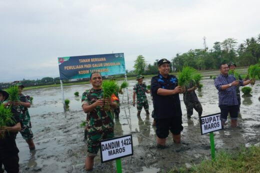 Kodim 1422 Maros dan Pemkab Uji Coba Tanam Padi Genjah, Setahun Bisa Panen 4 Kali