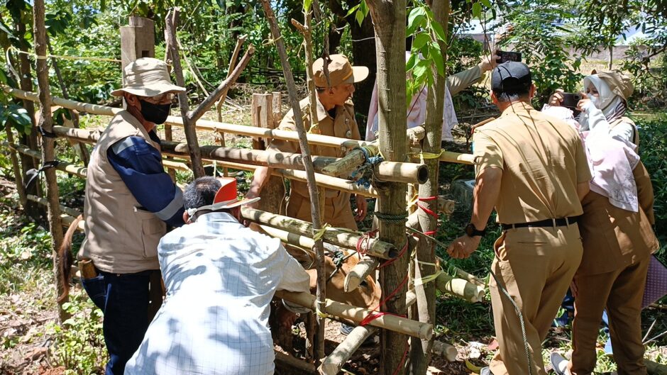 313 Ternak Terjangkit PMK, Pemkab Maros Gencarkan Vaksinasi