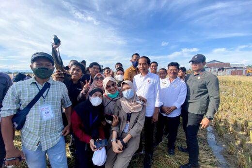 Bersama Bupati Maros Presiden Joko Widodo Panen Raya Padi di Maros Baru