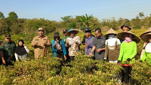 PJ Gubernur Sulsel Bersama Pemkab Maros Gelar Panen Raya Cabai