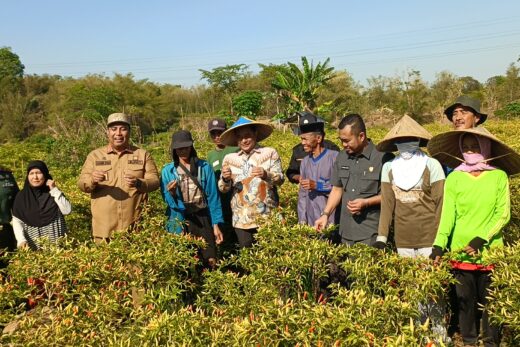 PJ Gubernur Sulsel Bersama Pemkab Maros Gelar Panen Raya Cabai