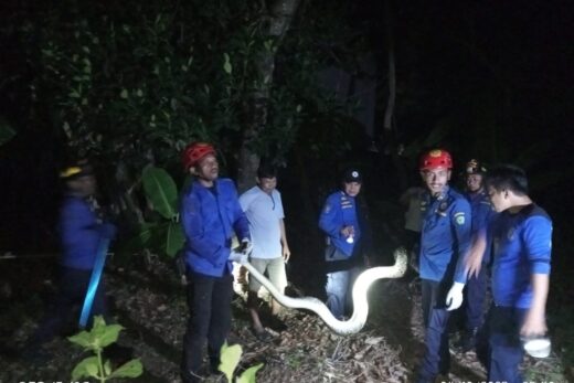 Damkar Maros Evakuasi Ular Piton 6 Meter yang Masuk ke Pemukiman Warga