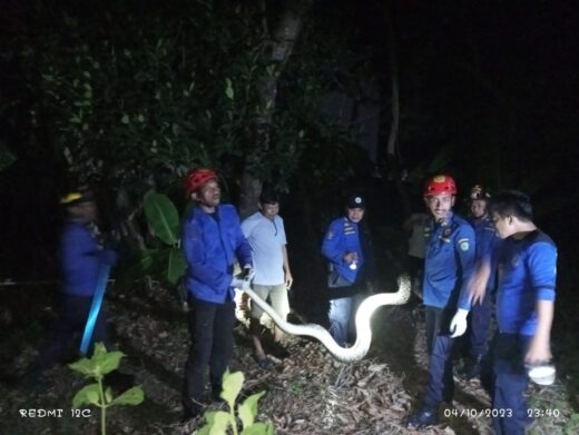Damkar Maros Evakuasi Ular Piton 6 Meter yang Masuk ke Pemukiman Warga