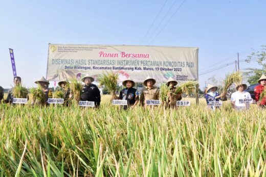 Bupati Maros Bersama Gubernur Sulsel Panen Raya Padi di Tengah El Nino, Hasil Menakjubkan