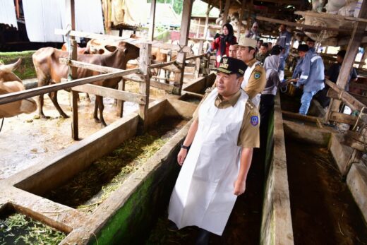 Tingkatkan Populasi, 45 Sapi Lokal Diinseminasi Gunakan Sperma Simental dan Limosine