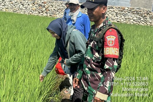 Babinsa Moncongloe Bersama Petugas PPL Lakukan Monitoring Perkembangan Tanaman Padi.