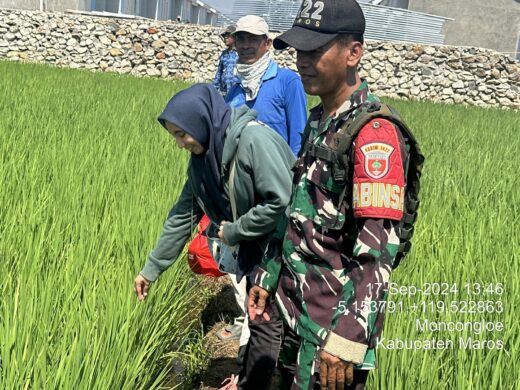 Babinsa Moncongloe Bersama Petugas PPL Lakukan Monitoring Perkembangan Tanaman Padi.