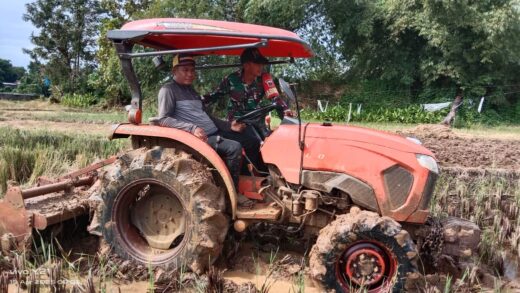 Babinsa Turun ke Sawah, TNI Wujudkan Dukungan Nyata untuk Swasembada Pangan di Maros