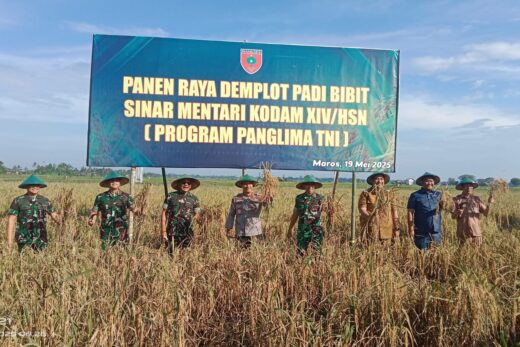 Kodam XIV/Hasanuddin Panen Raya Padi Sinar Mentari di Maros, Capai 8 Ton per Hektare