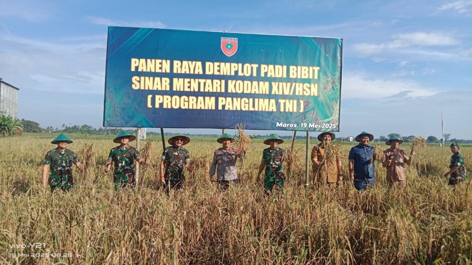 Kodam XIV/Hasanuddin Panen Raya Padi Sinar Mentari di Maros, Capai 8 Ton per Hektare