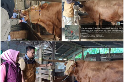 Presiden Prabowo Sumbang Sapi Kurban Untuk Warga Maros, Bobot 900 Kilo