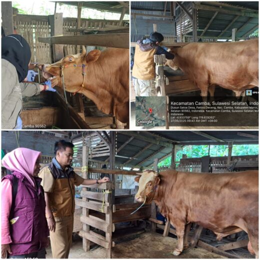Presiden Prabowo Sumbang Sapi Kurban Untuk Warga Maros, Bobot 900 Kilo