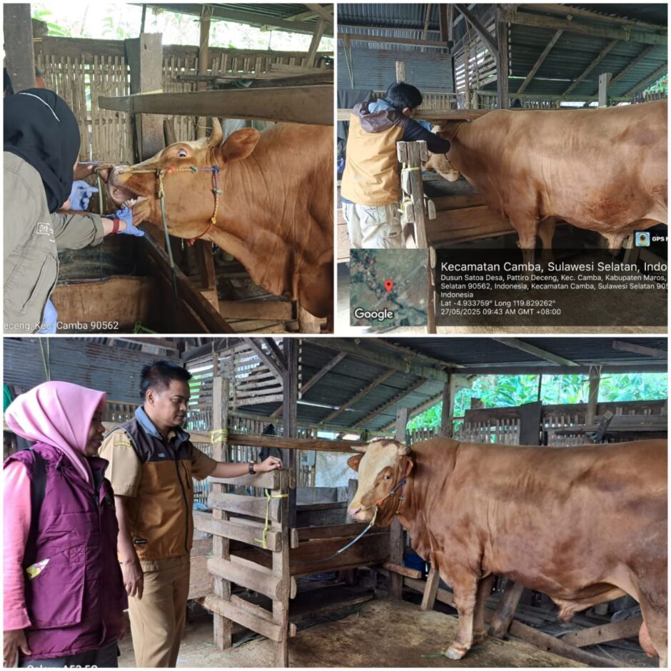 Presiden Prabowo Sumbang Sapi Kurban Untuk Warga Maros, Bobot 900 Kilo