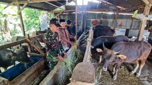 Penjualan Sapi Kurban di Moncong Loe Meningkat Jelang Idul Adha