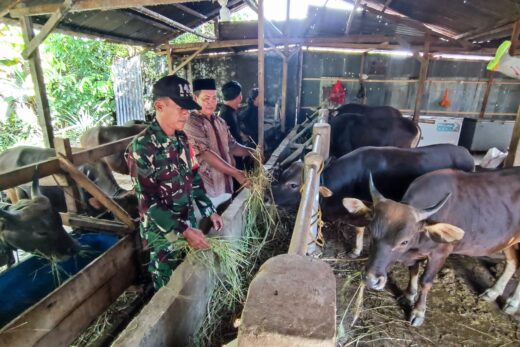 Penjualan Sapi Kurban di Moncong Loe Meningkat Jelang Idul Adha