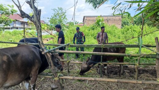 Pemkab Maros Siapkan 1.560 Hewan Kurban untuk Idul adha 2025