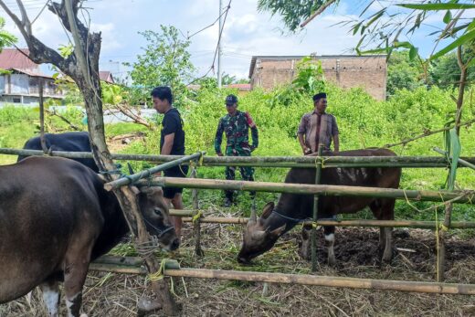 Pemkab Maros Siapkan 1.560 Hewan Kurban untuk Idul adha 2025