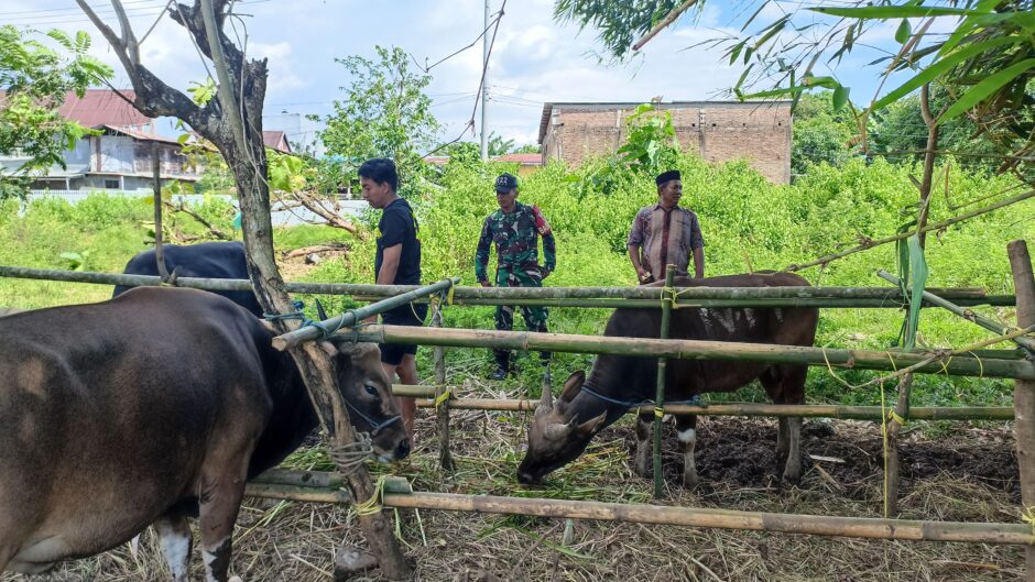 Pemkab Maros Siapkan 1.560 Hewan Kurban untuk Idul adha 2025