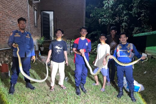 Damkar Maros Turun Tangan Evakuasi Tiga Ular Besar yang Resahkan Warga