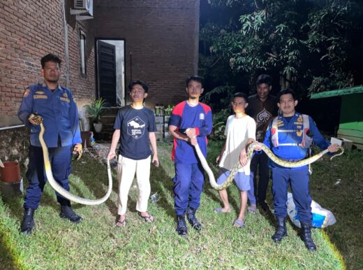 Damkar Maros Turun Tangan Evakuasi Tiga Ular Besar yang Resahkan Warga