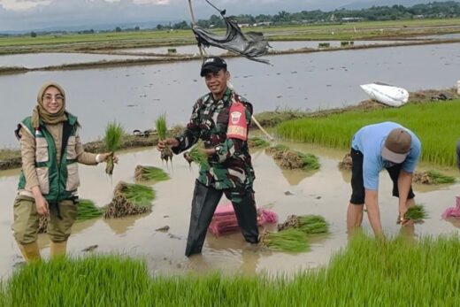 Babinsa Moncongloe Bersama PPL dan Poktan Mencabut Bibit Padi Untuk Siap Tanam. 