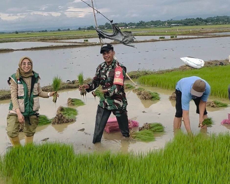 Babinsa Moncongloe Bersama PPL dan Poktan Mencabut Bibit Padi Untuk Siap Tanam. 
