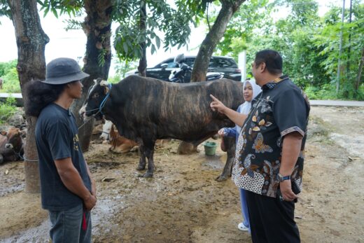 Peternak Maros Bangga, Sapinya Dibeli Presiden Prabowo Rp95 Juta untuk Kurban